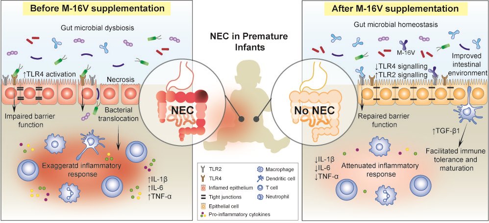 M-16V shows great potential in protecting against NEC.