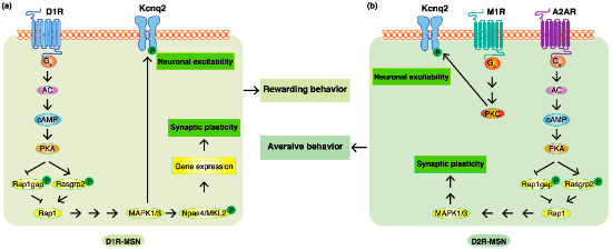 Figure 3. Phosphoproteomic analyses revealed new phosphorylation signals downstream of do-pamine receptors in emotional behaviors. (a) In D1R-MSN, the stimulation of D1R by dopamine increased intracellular cAMP concentrations through AC, and this was followed by the activation of PKA. PKA phosphorylates Rasgrp2 and Rap1gap to induce the activation of Rap1, which pro-motes the MAPK pathway. MAPK phosphorylates Kcnq2 to increase membrane excitability and phosphorylates Npas4 and MKL2 to facilitate the expression of the genes accounting for synaptic plasticity, consequently leading to rewarding behavior. (b) In D2R-MSN, a decreased dopamine concentration cancels the suppressive effects of D2R. The stimulation of A2AR without the inhibi-tion of D2R increases intracellular cAMP concentrations through AC, and this is followed by the activation of PKA. PKA phosphorylates Rasgrp2 and Rap1gap to induce the activation of Rap1, which promotes the MAPK pathway involved in synaptic plasticity. Acetylcholine/M1R signaling activates PKC to promote the phosphorylation of Kcnq2, which is involved in membrane excita-bility. These changes consequently lead to aversive behavior.