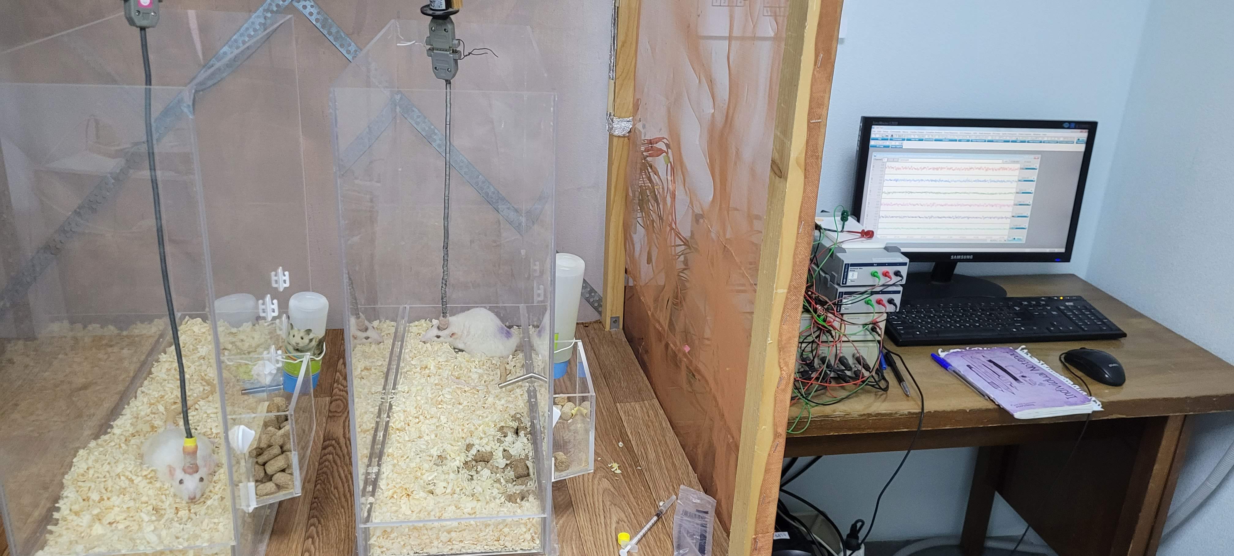 ECoG recording in rats