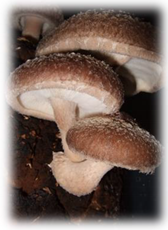 Sustainability 14 04328 i003