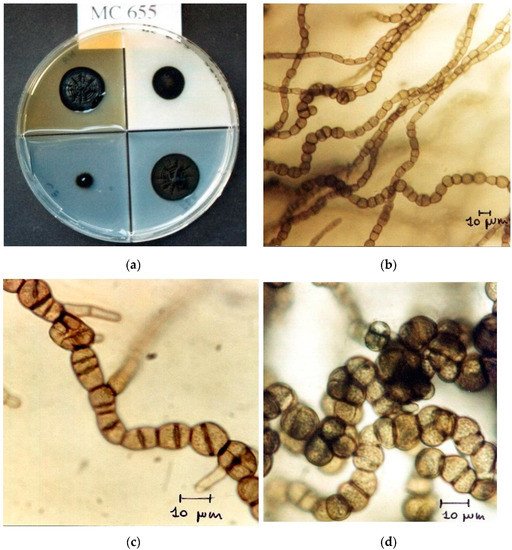 Applsci 12 03969 g001 550