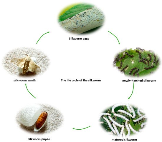 食品 11 01594 g001 550