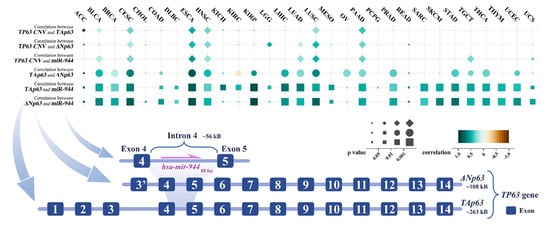 Cancers 14 04232 g002 550
