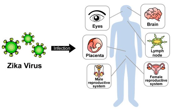 Vaccines 10 01517 g001 550