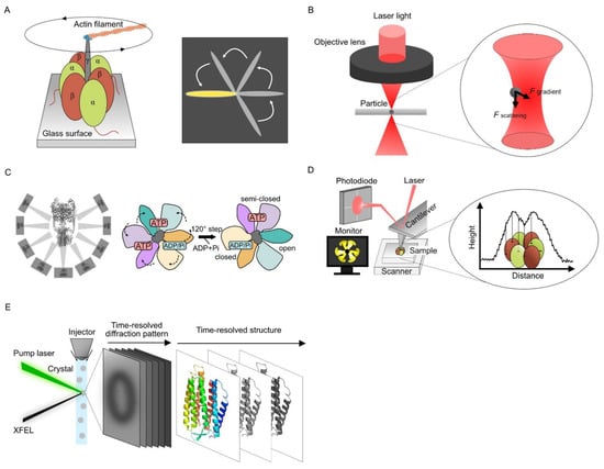 Ijms 23 14539 g001 550