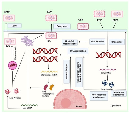 Vaccines 10 02091 g002 550