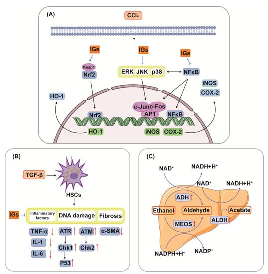 Nutrients 15 01947 g005 550