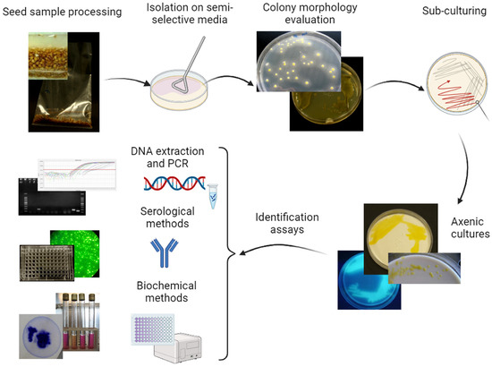 Sustainability 16 01808 g003