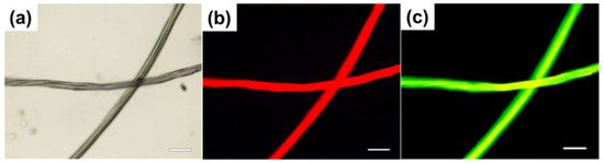 Carbon 07 00035 g012 550