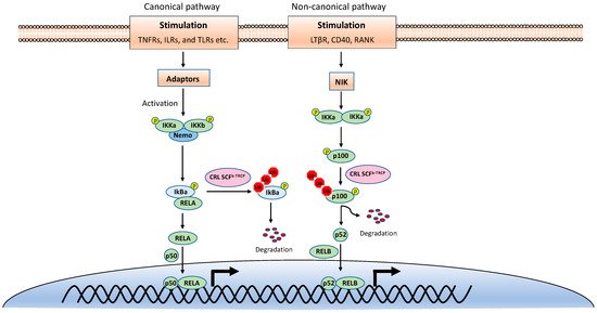 Viruses 13 00145 g001 550
