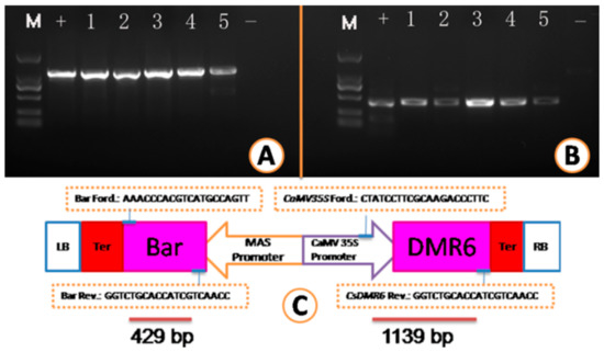 Plants 10 00664 g005 550