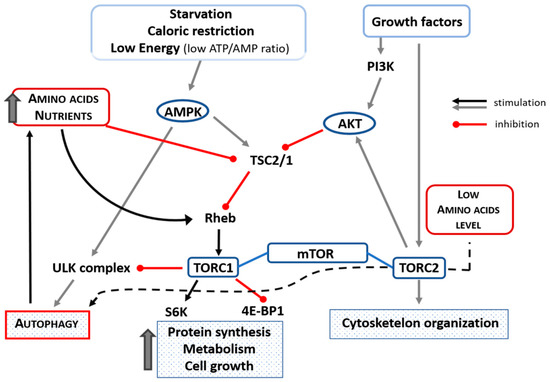 Ijms 22 03332 g003 550