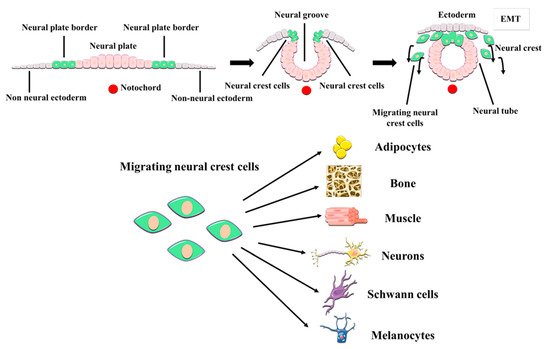 Ijms 22 03546 g001 550