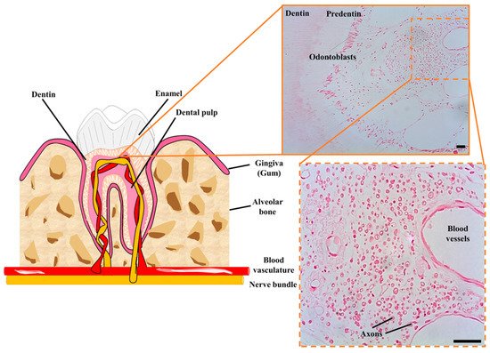 Ijms 22 03546 g002 550