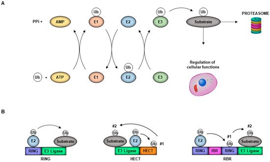 Viruses 13 00369 g001 550