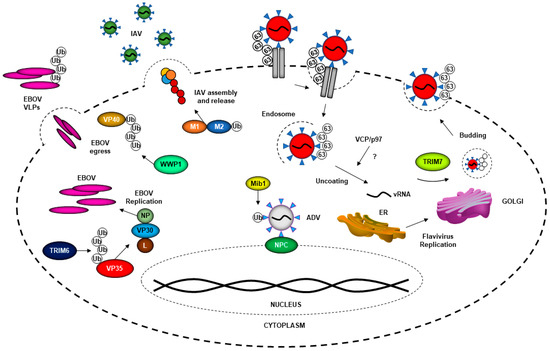 Viruses 13 00369 g002 550