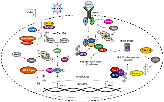 Viruses 13 00369 g003 550