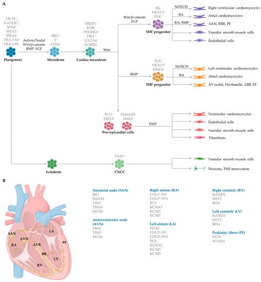 Ijms 22 03005 g002 550