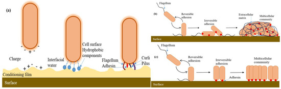 Cells 10 00577 g010 550