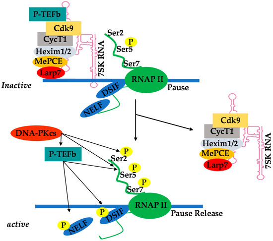 Ijms 22 03697 g001 550