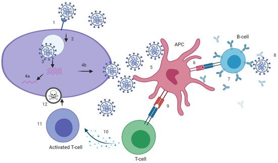 Vaccines 09 00238 g001 550