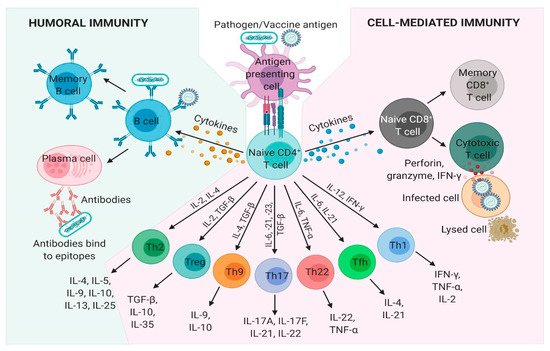 Pharmaceutics 13 00501 g001 550