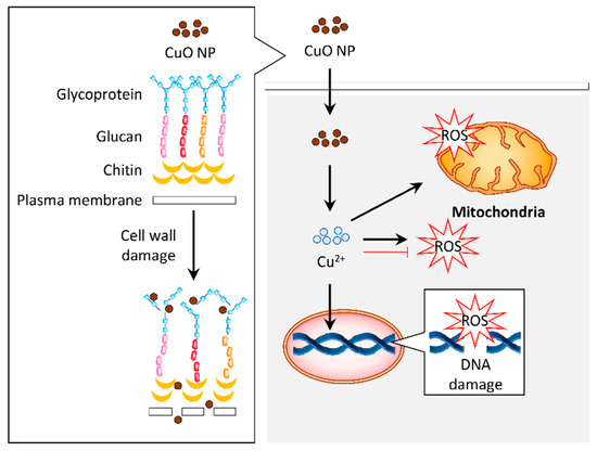 Biomolecules 11 00564 g005 550
