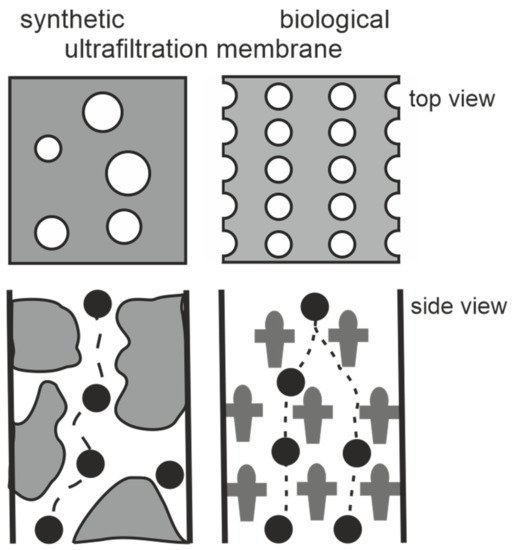 Membranes 11 00275 g002 550