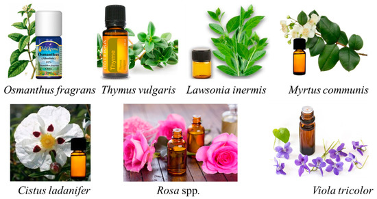 Plants 10 00754 g002 550