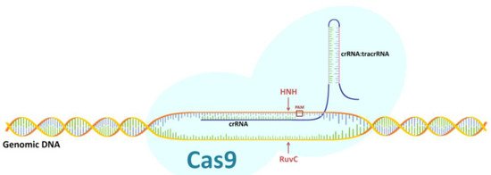 Ijms 22 03196 g001 550