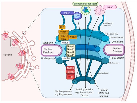 Virus 13 00706 g001 550