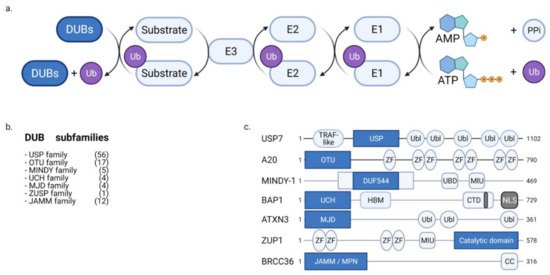 Ijms 22 04352 g002 550