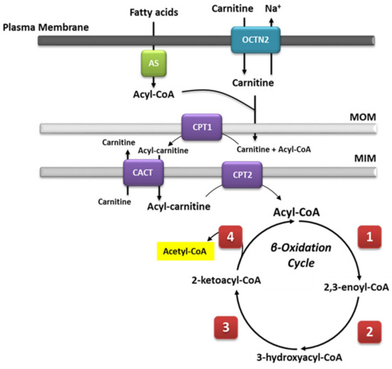 Ijms 22 03799 g001 550