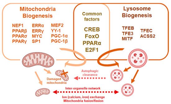 Ijms 22 04627 g002 550