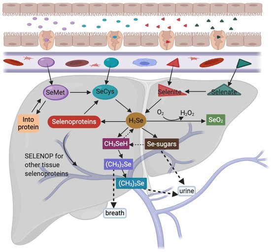 Nutrients 13 01527 g001 550