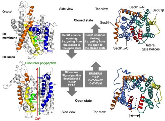 Cells 10 01036 g002 550