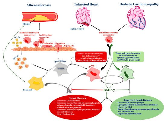 Cells 09 00280 g003 550
