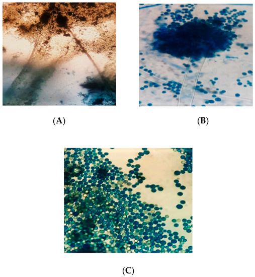 Agriculture 10 00450 g005 550