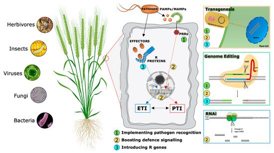 Plants 10 01146 g002 550