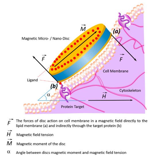 Nanomaterials 11 01459 g004 550