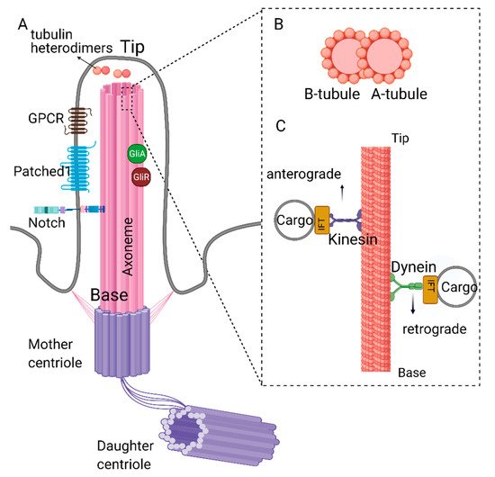 Cells 10 01428 g001 550