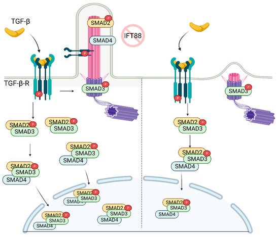 Cells 10 01428 g003 550