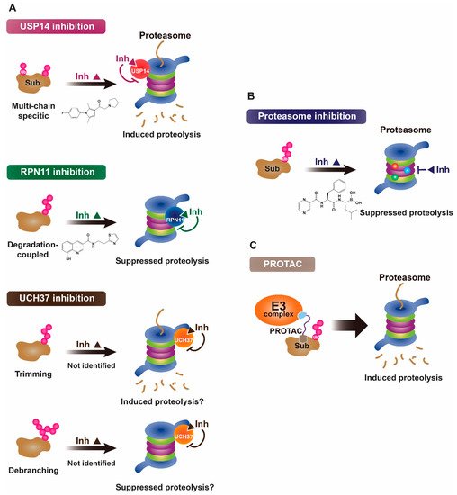 Ijms 22 06213 g001 550