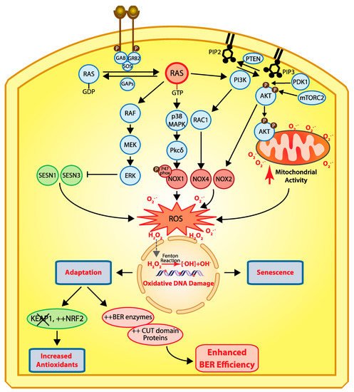 Cancers 13 02953 g002 550