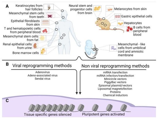 Cells 10 01470 g001 550