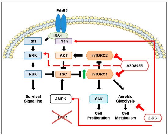 Cancers 13 02922 g002 550