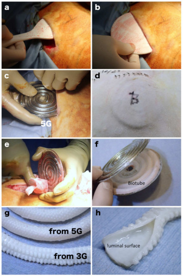Kidneydial 01 00002 g003 550