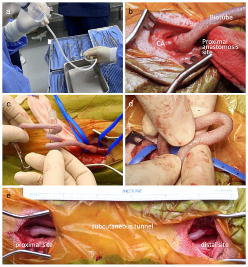 Kidneydial 01 00002 g004 550