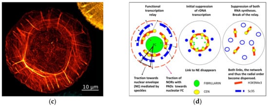 Cells 10 01582 g008b 550
