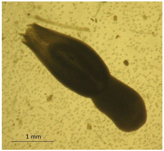 Foods 10 01614 g001 550